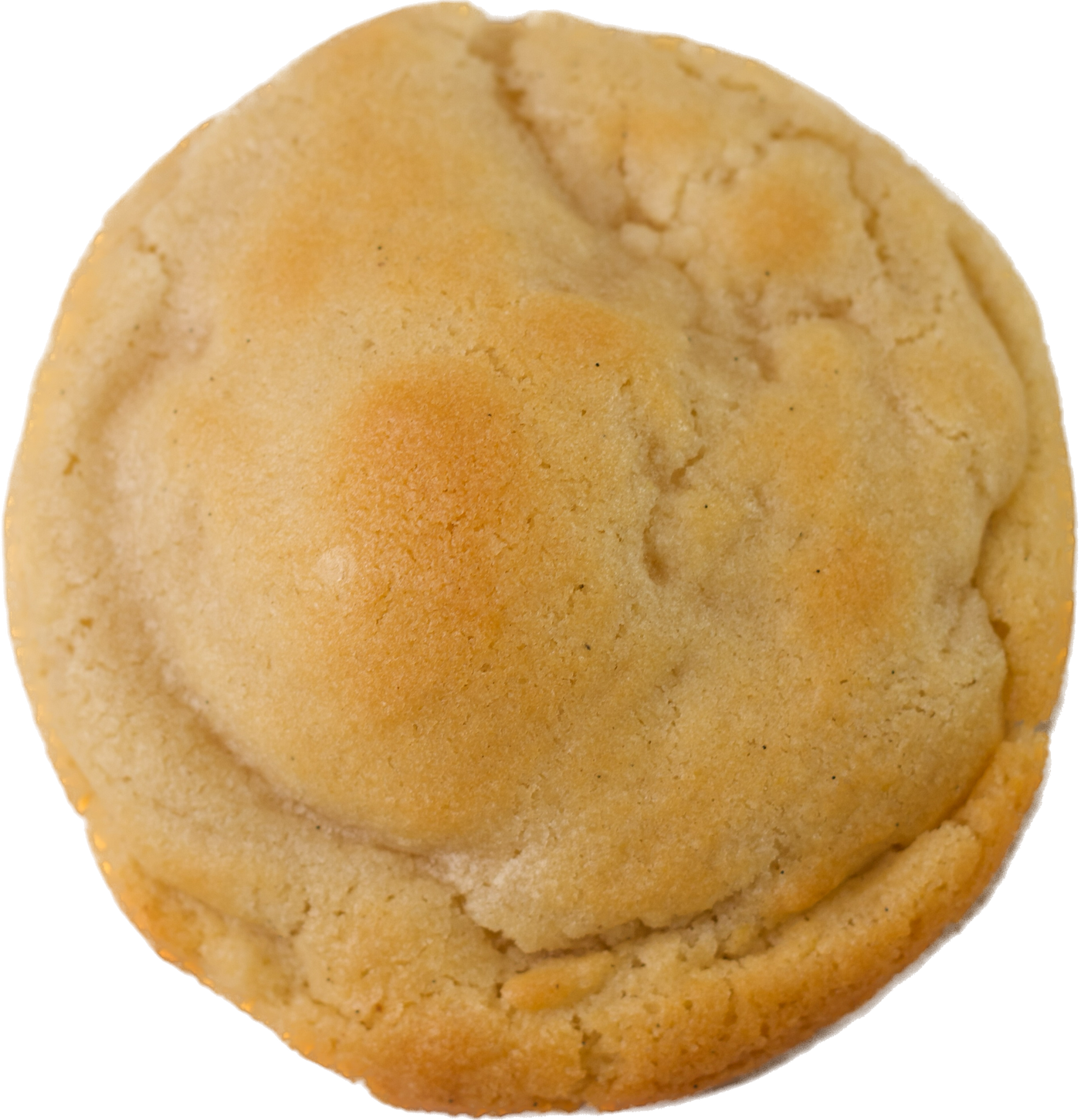 A single vanilla sugar bean cookie from Bake the Cookie Shoppe